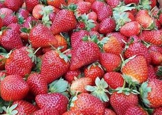 Blahut Strawberry Farm in Springfield LA