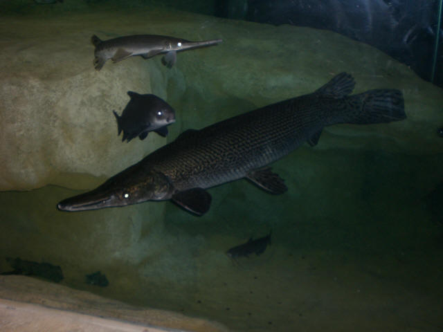 Alligator Gar can get as large as 6 feet long and over 100 lbs. Some people eat these fish as Fried Gar Balls.